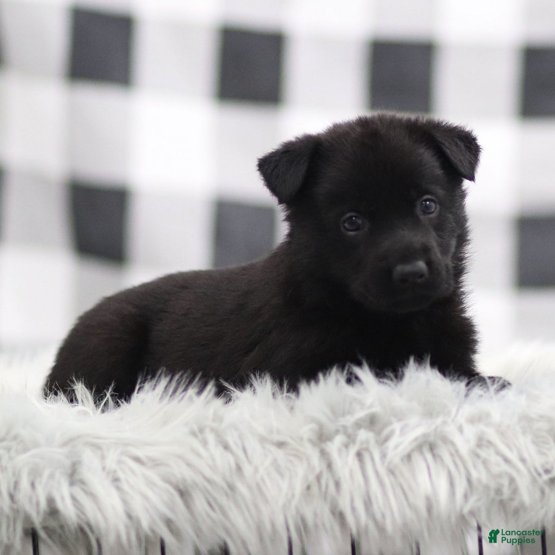 German Shepherd dogs for sale: Finley - Ad 2