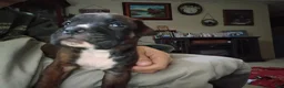 Boxer dogs for sale: Blaze - Ad 2