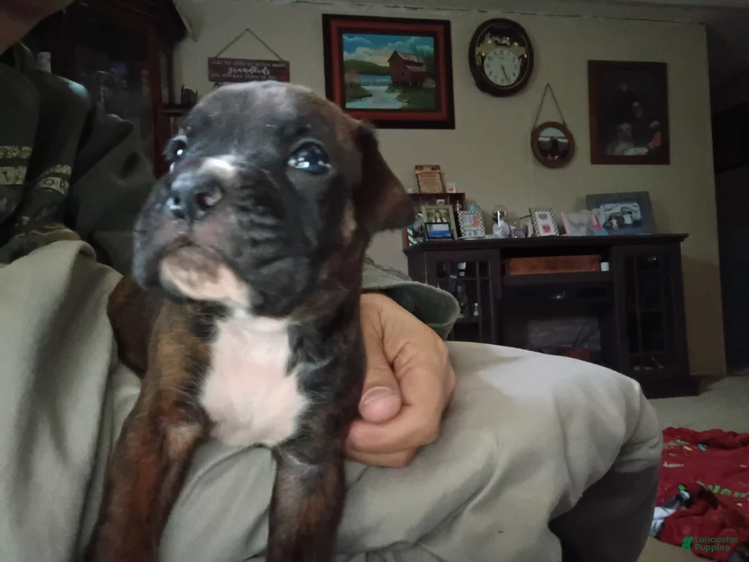 Boxer dogs for sale: Blaze - Ad 2