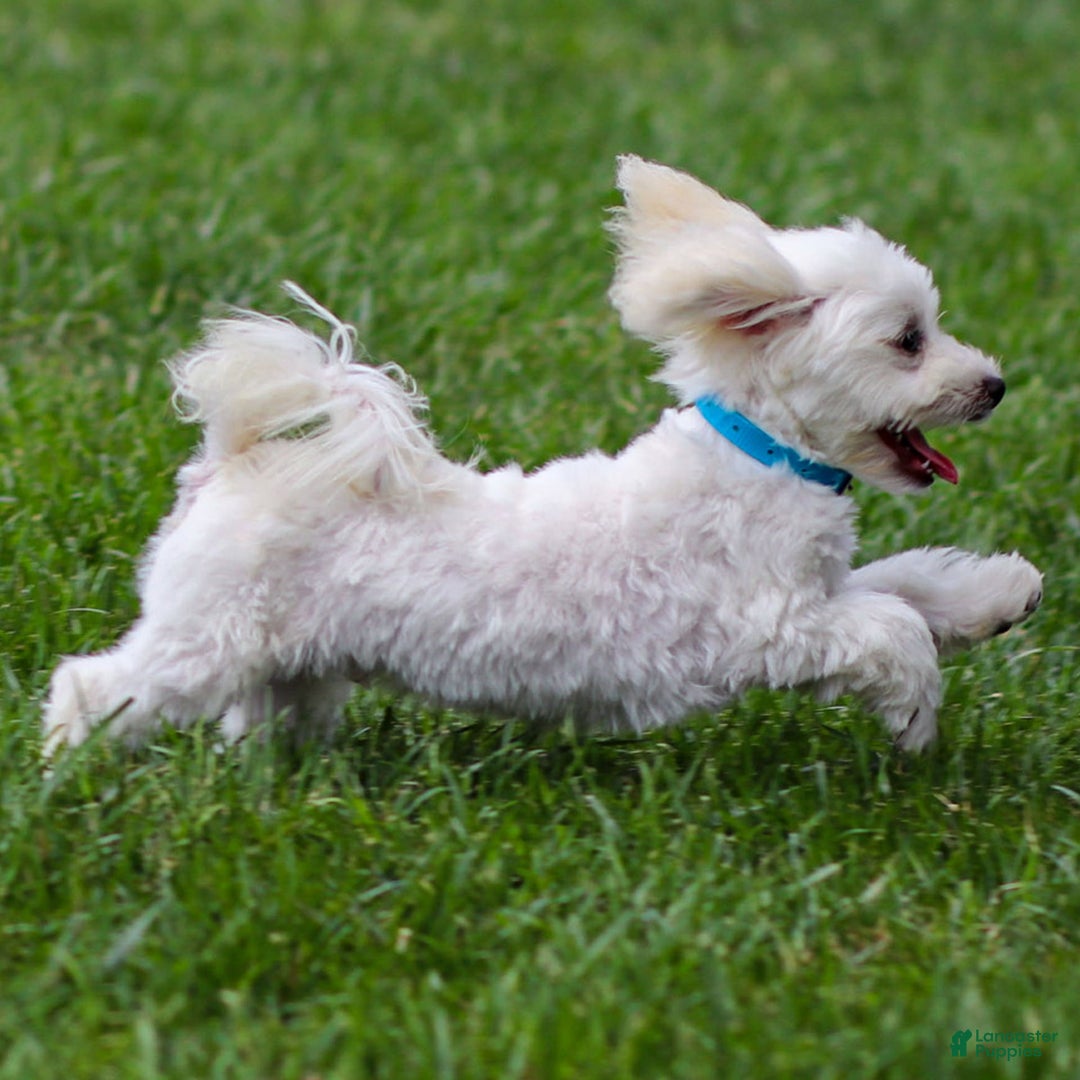 Maltese dogs for sale: Sterling - Ad 7