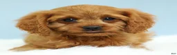 Cavapoo dogs for sale: Waffles 🧇 - Ad 9