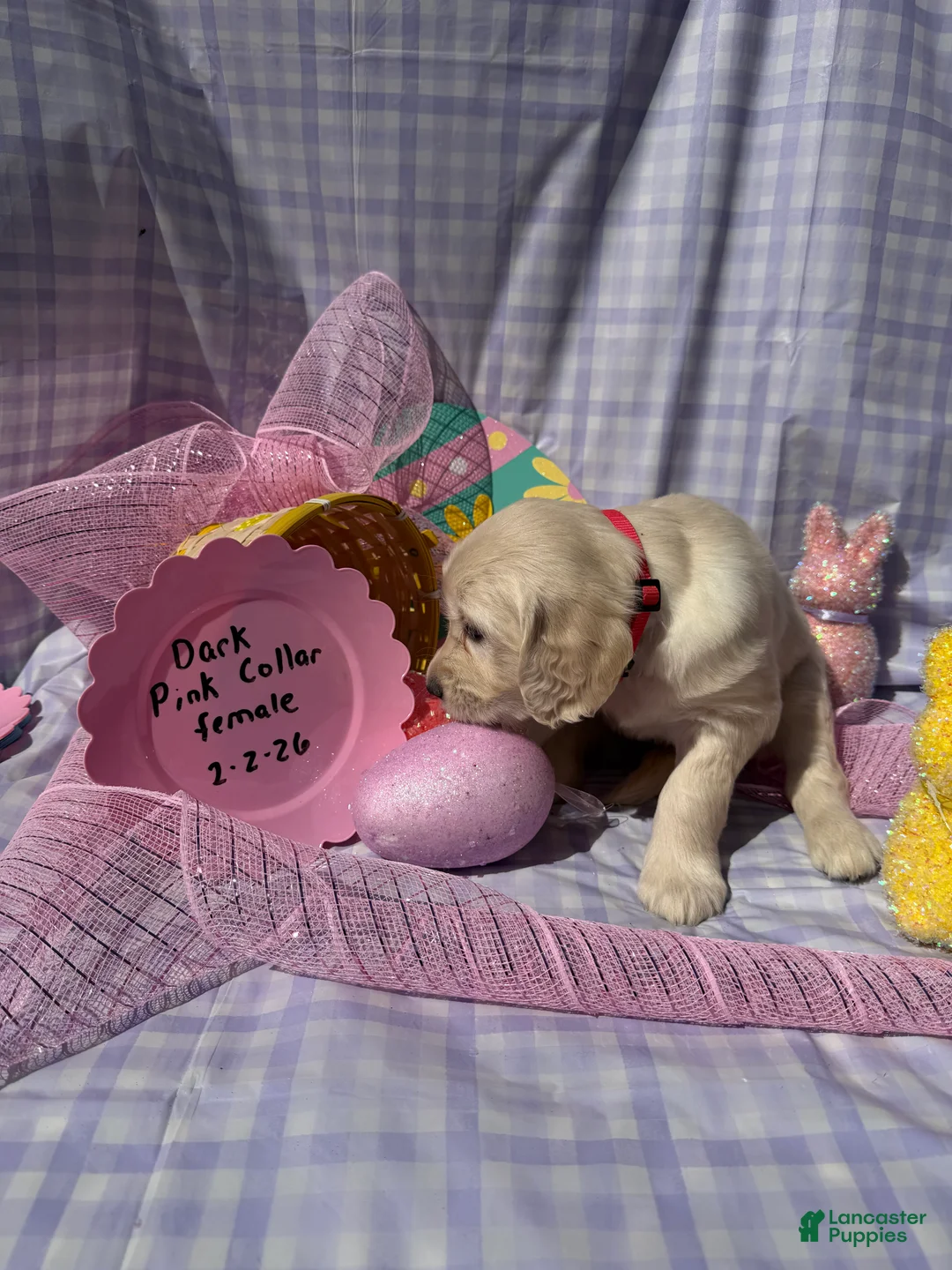 Golden Retriever dogs for sale: Dark Pink Collar - Ad 1