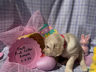 Golden Retriever dogs Dark Pink Collar - Ad 6