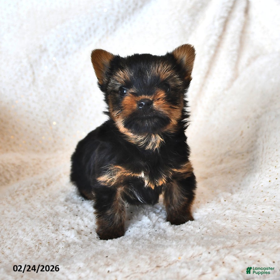 Yorkshire Terrier dogs Dewey - Ad 1
