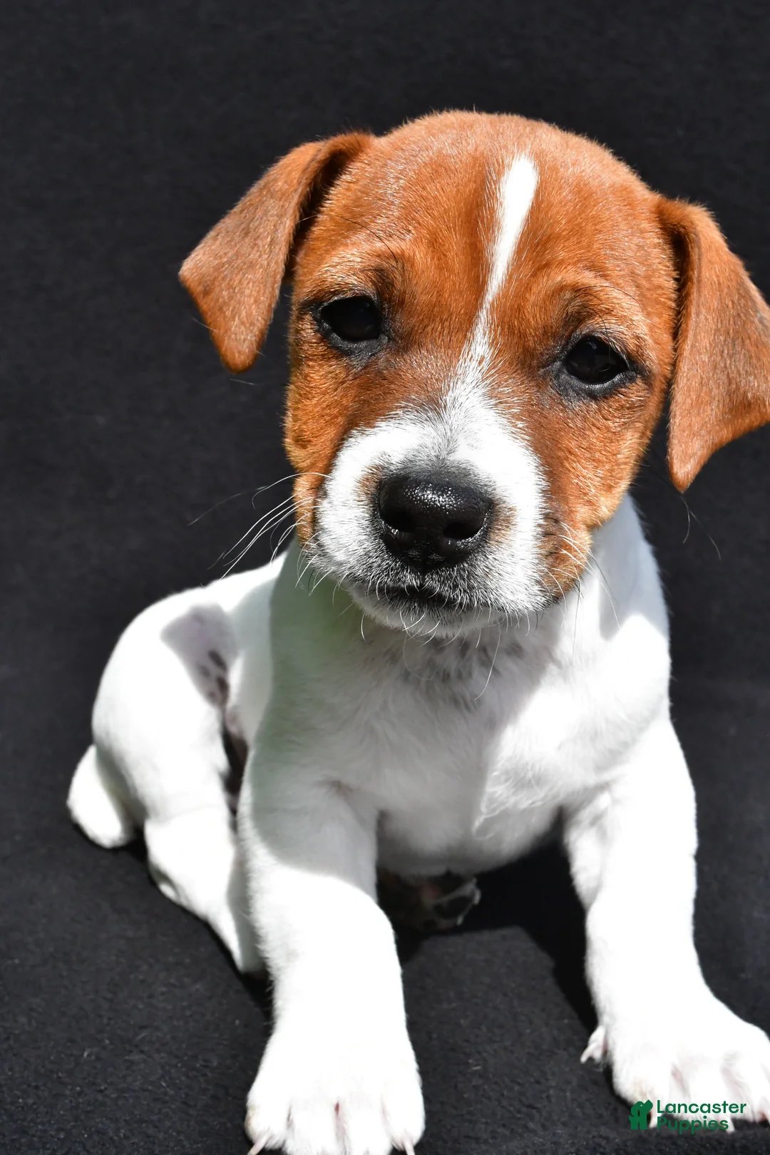 Jack Russell Terrier dogs for sale: Bella - Ad 2