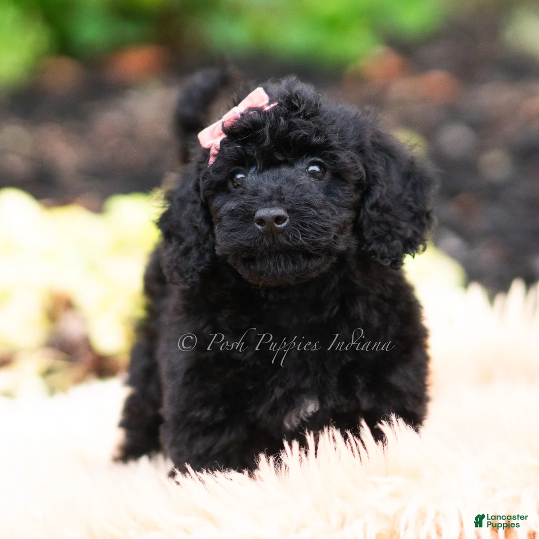 Maltipoo dogs for sale: Lumara - Ad 2