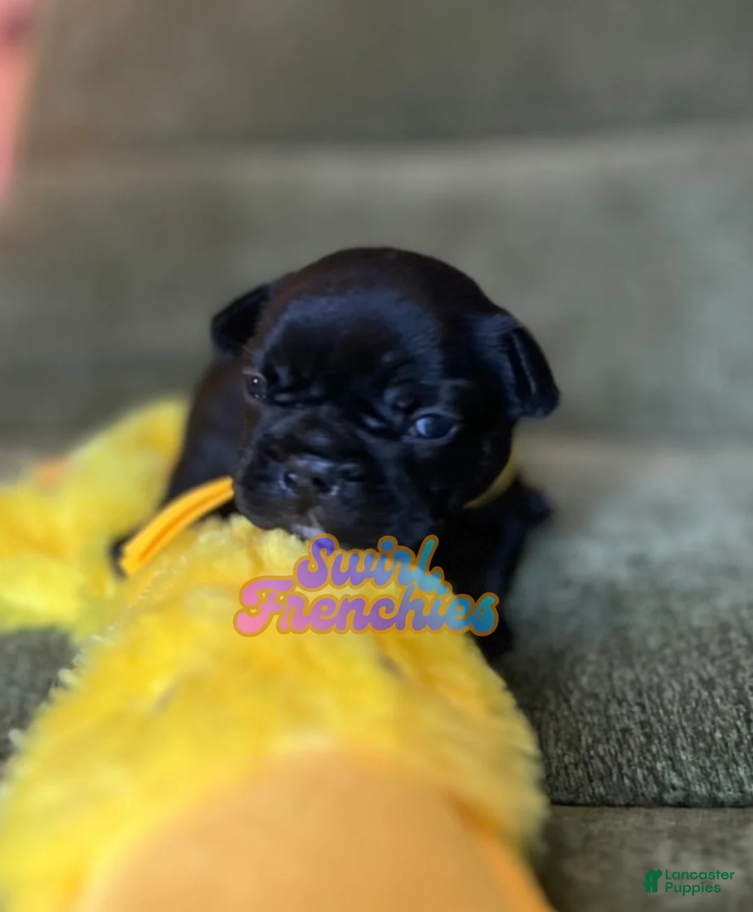 French Bulldog dogs for sale: Sesame - Ad 2