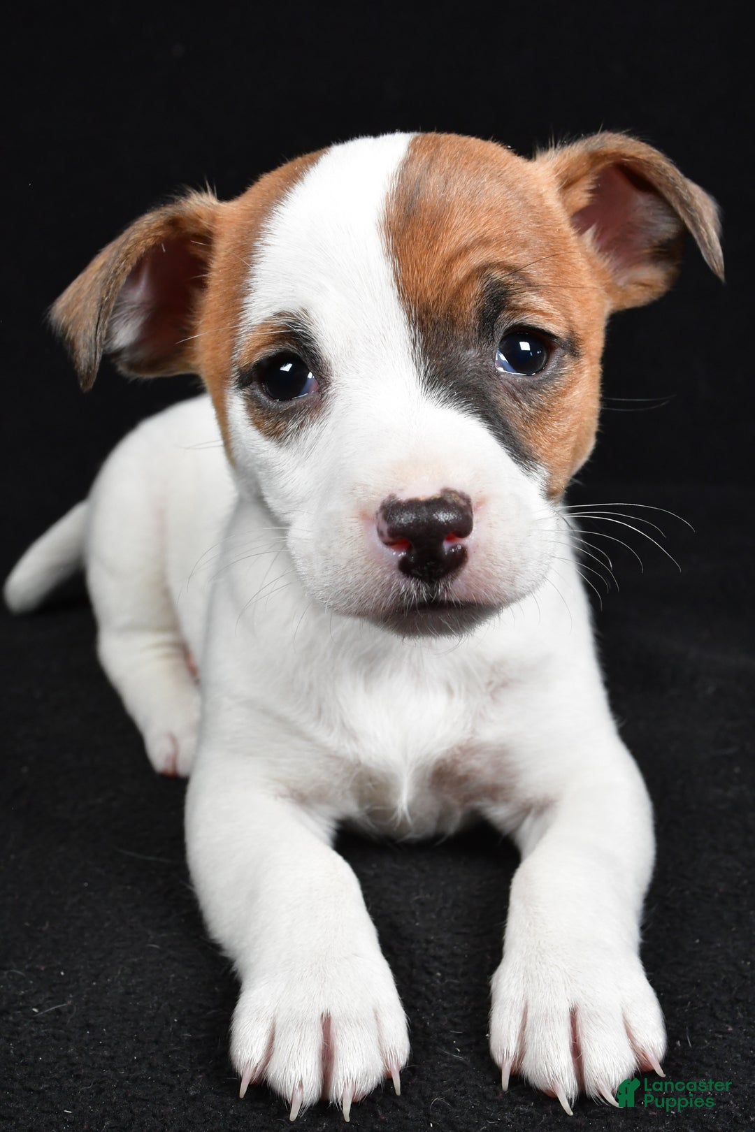 Jack Russell Terrier dogs for sale: Queen - Ad 2