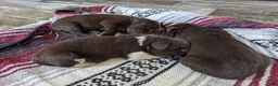 Newfoundland dogs for sale: Harley  - Ad 11