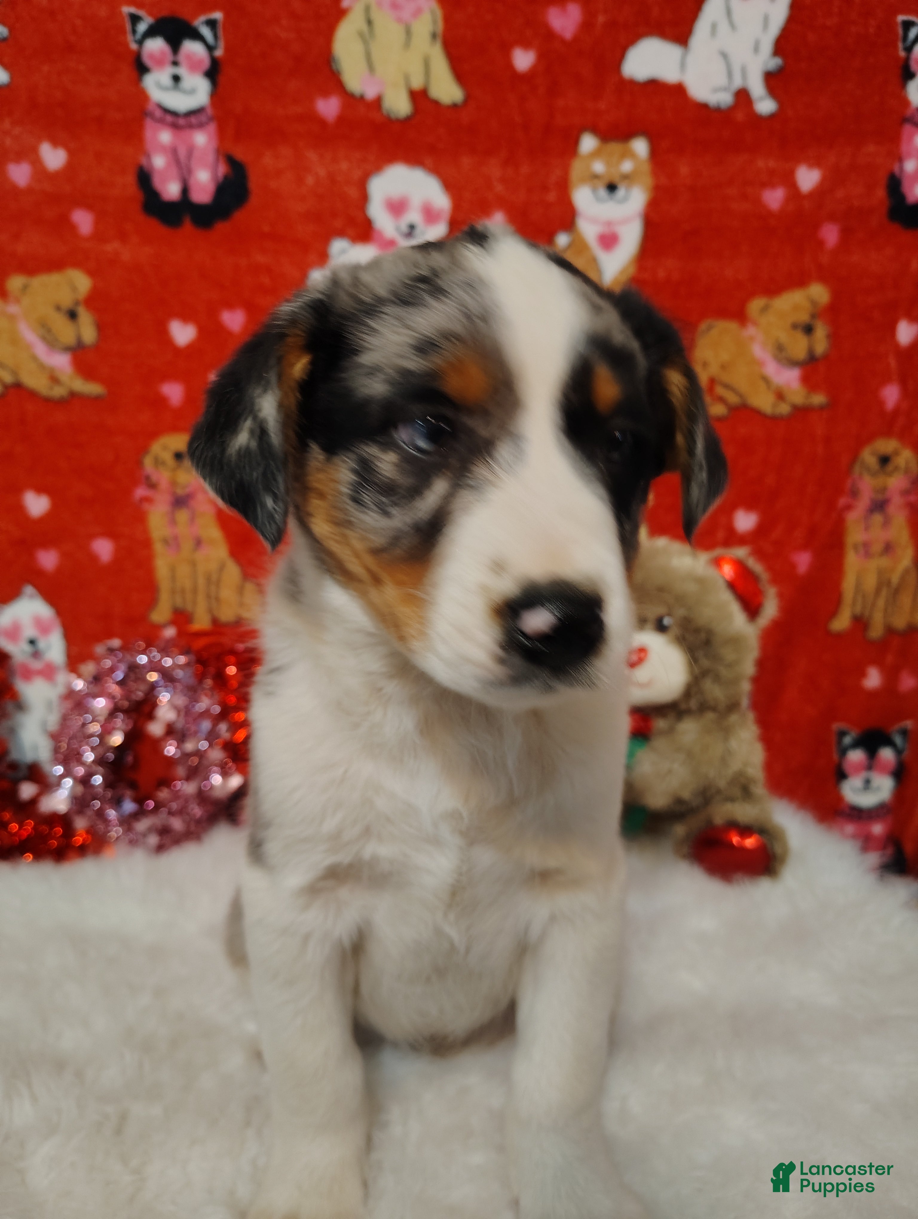 Mixed Breed dogs Hank - Ad 6