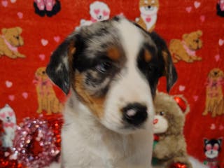 Mixed Breed dogs Hank - Ad 10