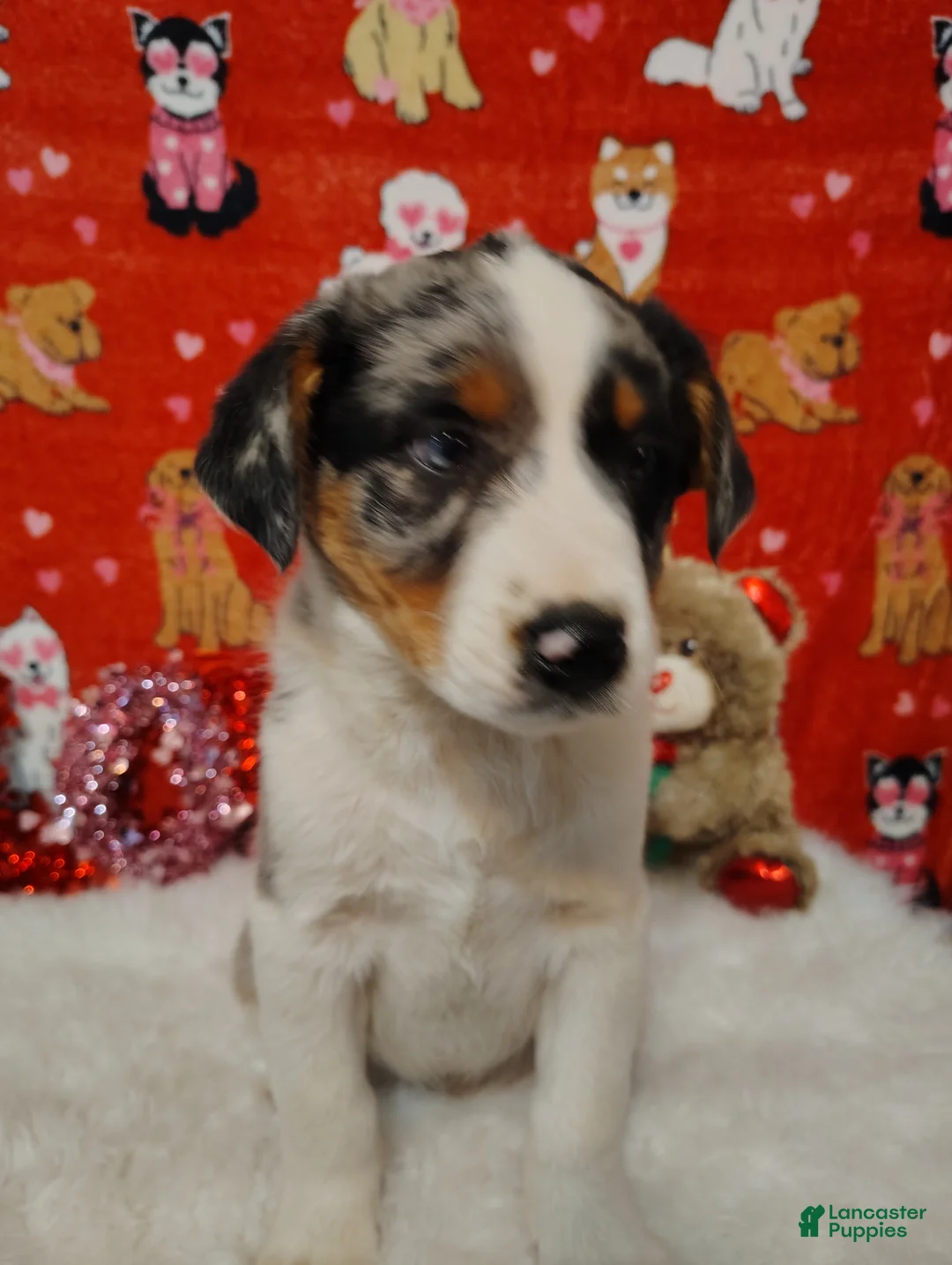 Mixed Breed dogs for sale: Hank - Ad 1