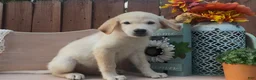 Labrador Retriever dogs for sale: Labrador Retriever 1 - Ad 5