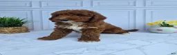 Mini Goldendoodle dogs for sale: Mini Goldendoodle 5 - Ad 2