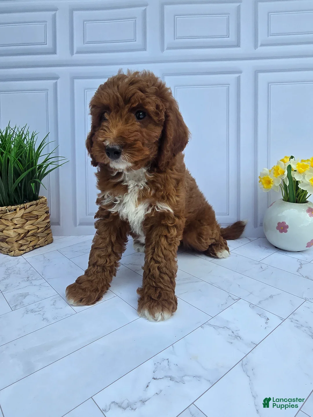 Mini Goldendoodle dogs for sale: Mini Goldendoodle 5 - Ad 2