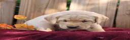Labrador Retriever dogs for sale: Ridge  - Ad 1