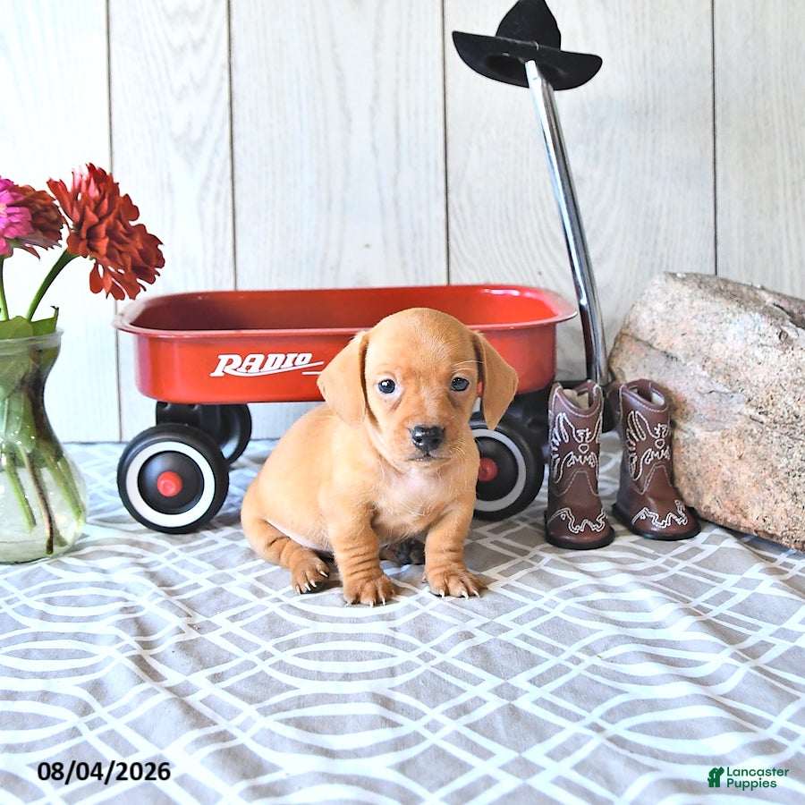 Miniature Dachshund dogs Tyler - Ad 2