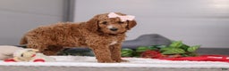 Standard Poodle dogs for sale: Mindy - Ad 5