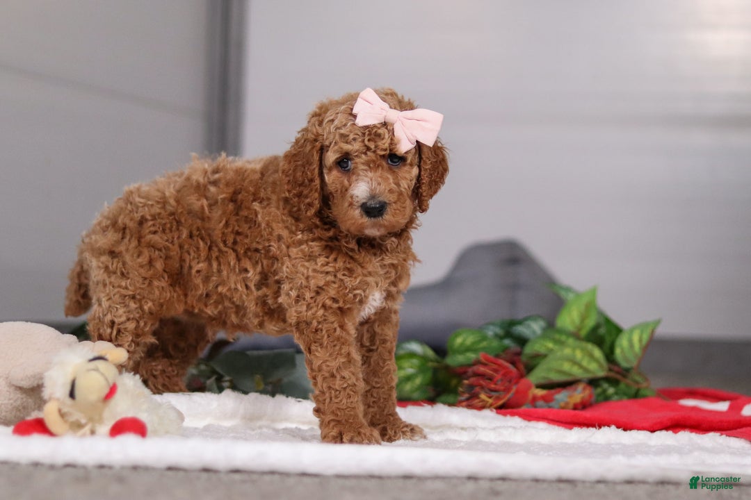 Standard Poodle dogs for sale: Mindy - Ad 5
