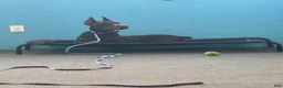Doberman Pinscher dogs for sale: Doberman Pinscher Puppy 1 - Ad 4