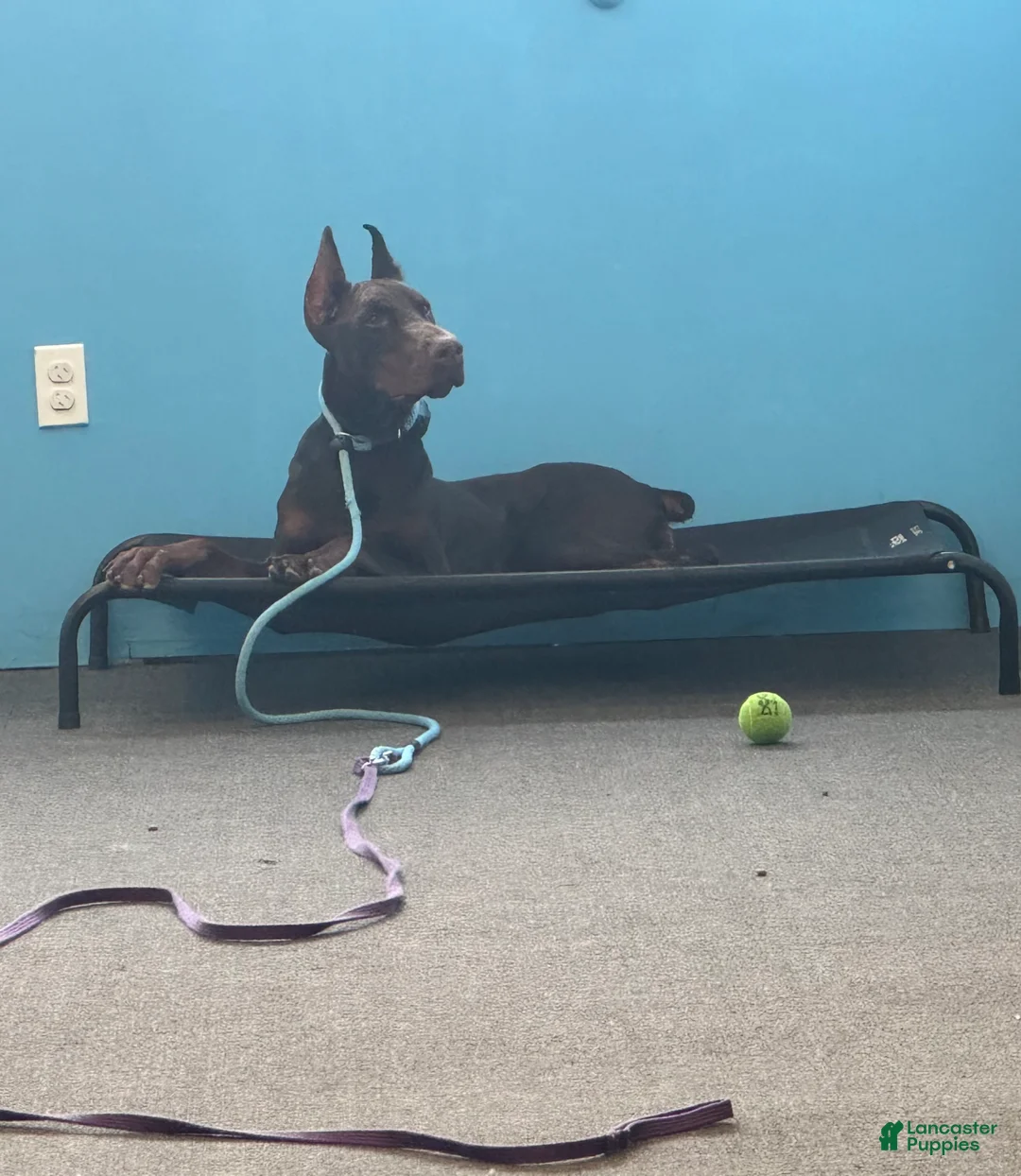 Doberman Pinscher dogs for sale: Doberman Pinscher Puppy 1 - Ad 4