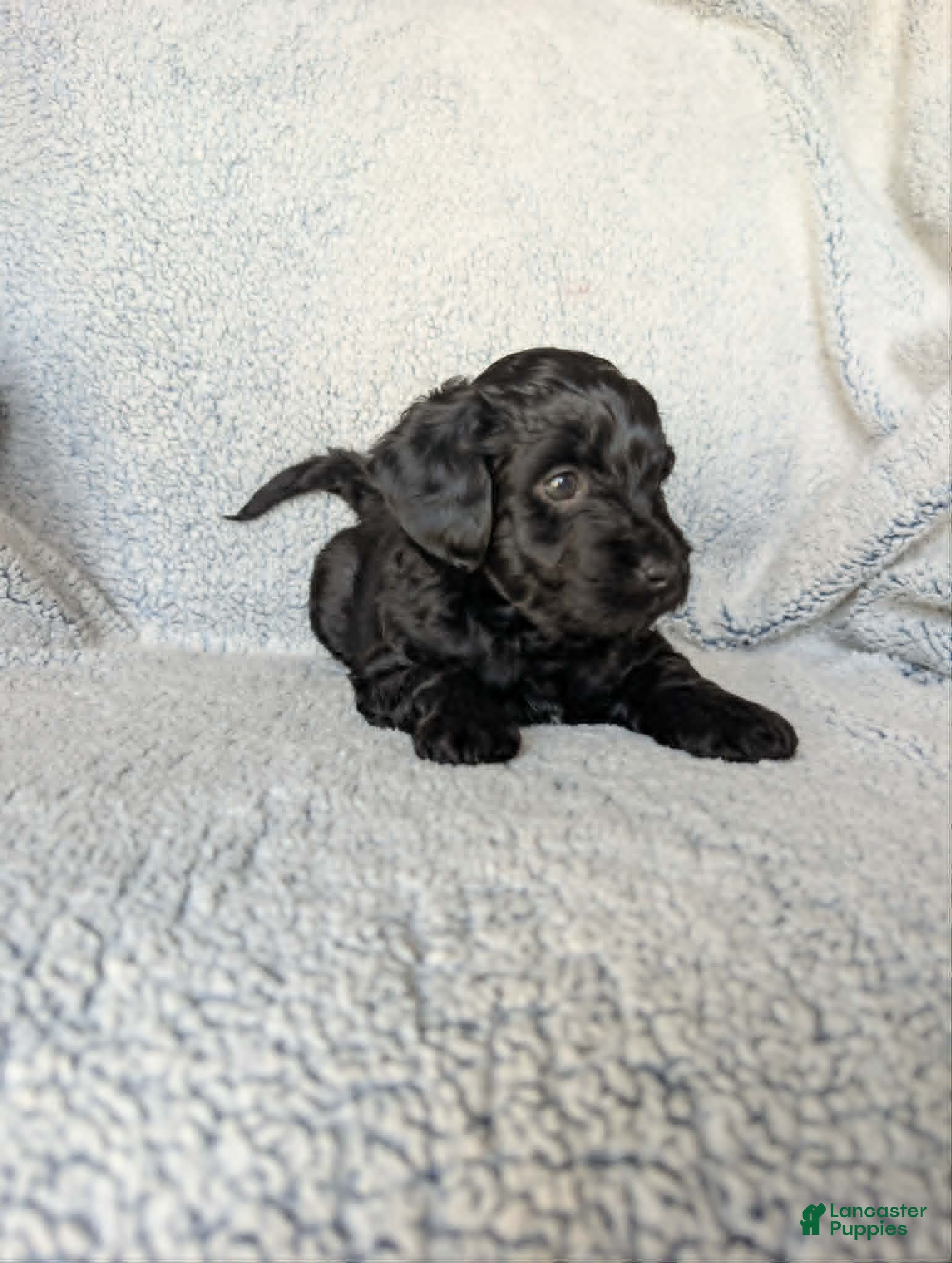 Mixed Breed dogs for sale: Midnight  - Ad 5
