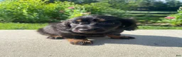 Miniature Dachshund dogs for sale: Maple - Ad 5