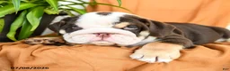English Bulldog dogs for sale: Ryan - Ad 3