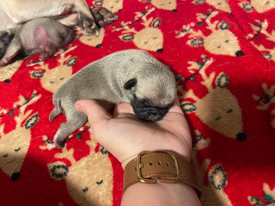 Pug dogs for sale: DIESEL - Ad 4