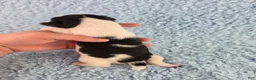 Chihuahua dogs for sale: AKC Arthur - Ad 11