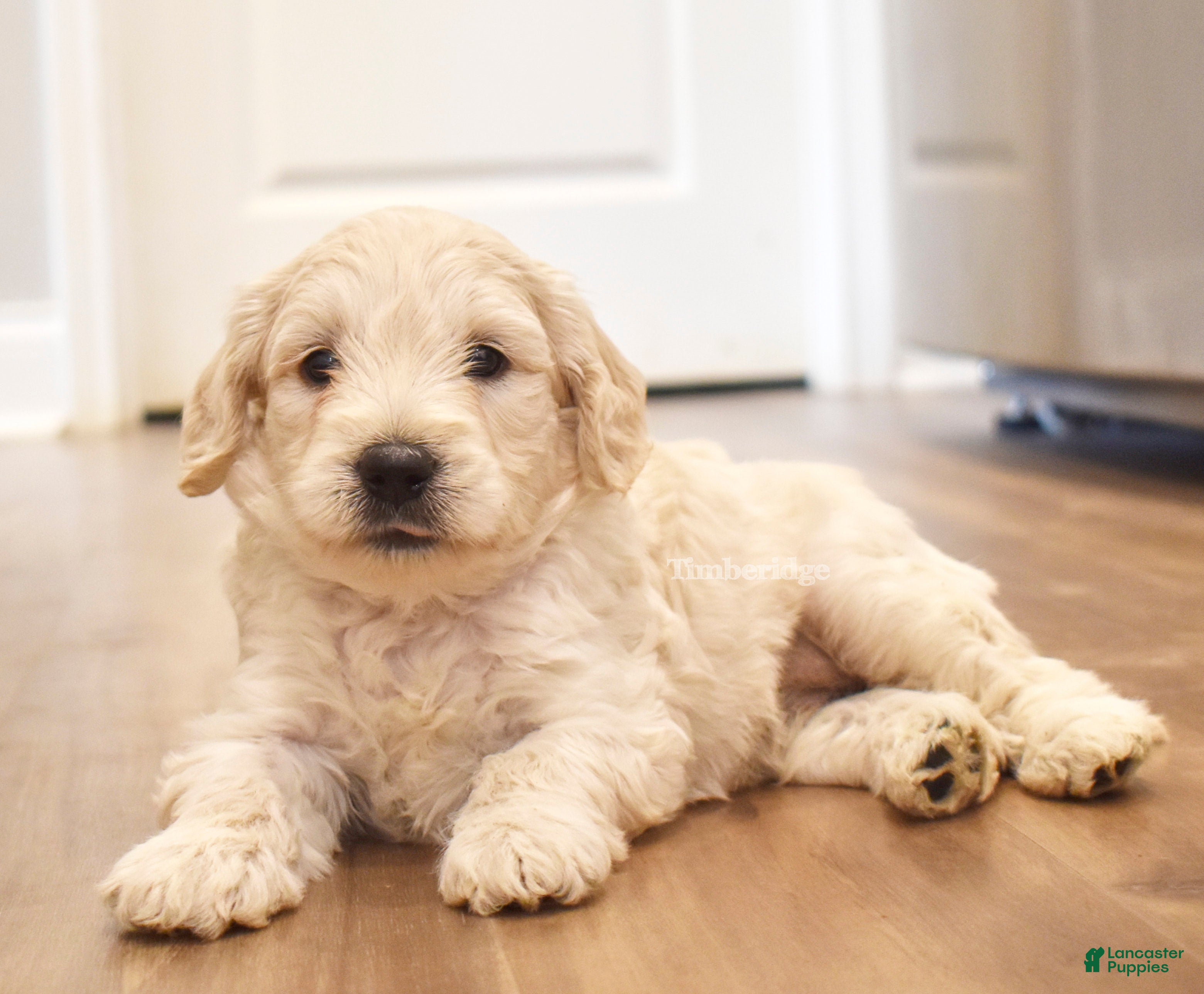Goldendoodle dogs Waffles - OFA & genetic parents - Ad 2