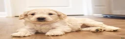 Goldendoodle dogs for sale: Waffles - OFA & genetic parents - Ad 2