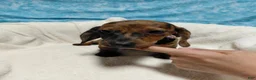 Miniature Dachshund dogs for sale: Miniature Dachshund 3 - Ad 3