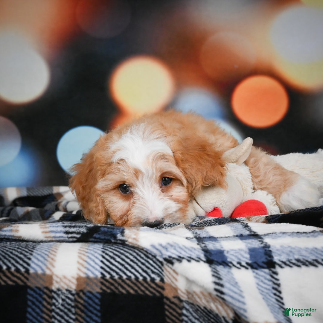 Mini Bernedoodle dogs for sale: Madi - Ad 2