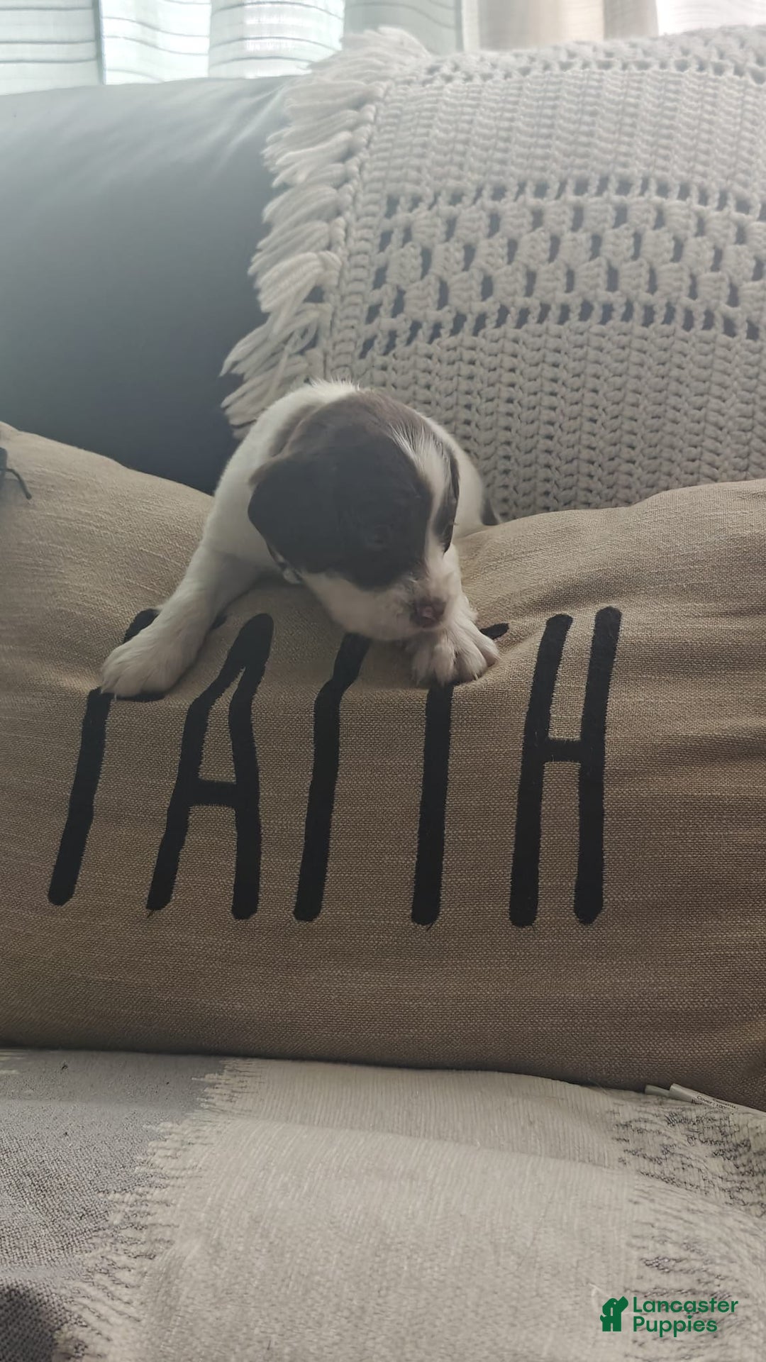 English Springer Spaniel dogs for sale: English Springer Spaniel Puppy 2 - Ad 5