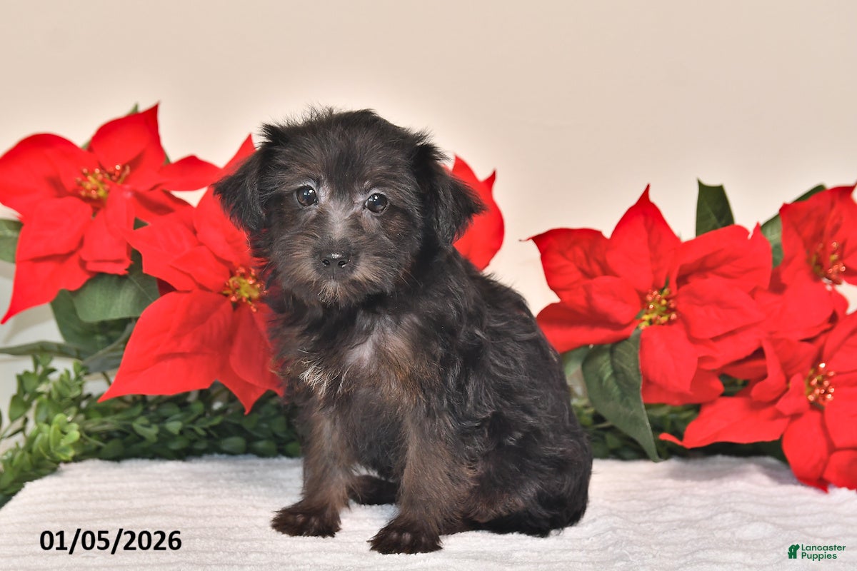 Yorkiepoo dogs Trixie - Ad 15
