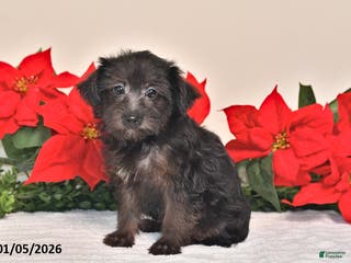 Yorkiepoo dogs Trixie - Ad 27