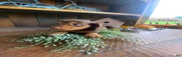 Miniature Dachshund dogs for sale: Reece - Ad 6