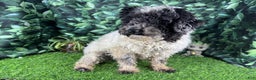 Toy Poodle dogs for sale: Toy Poodle Puppy 5 - Ad 4