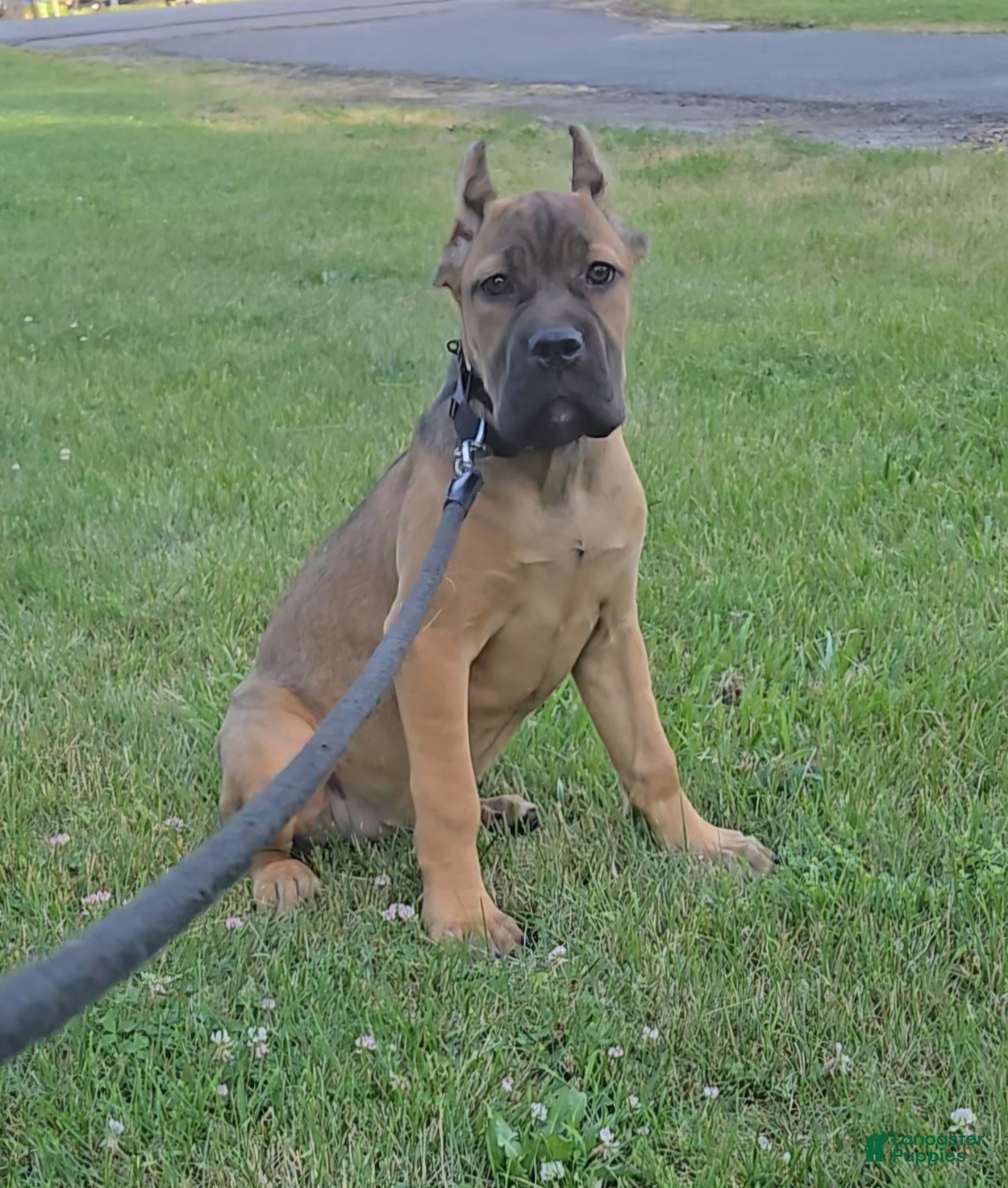 Cane Corso dogs for sale: Scarlett  - Ad 3