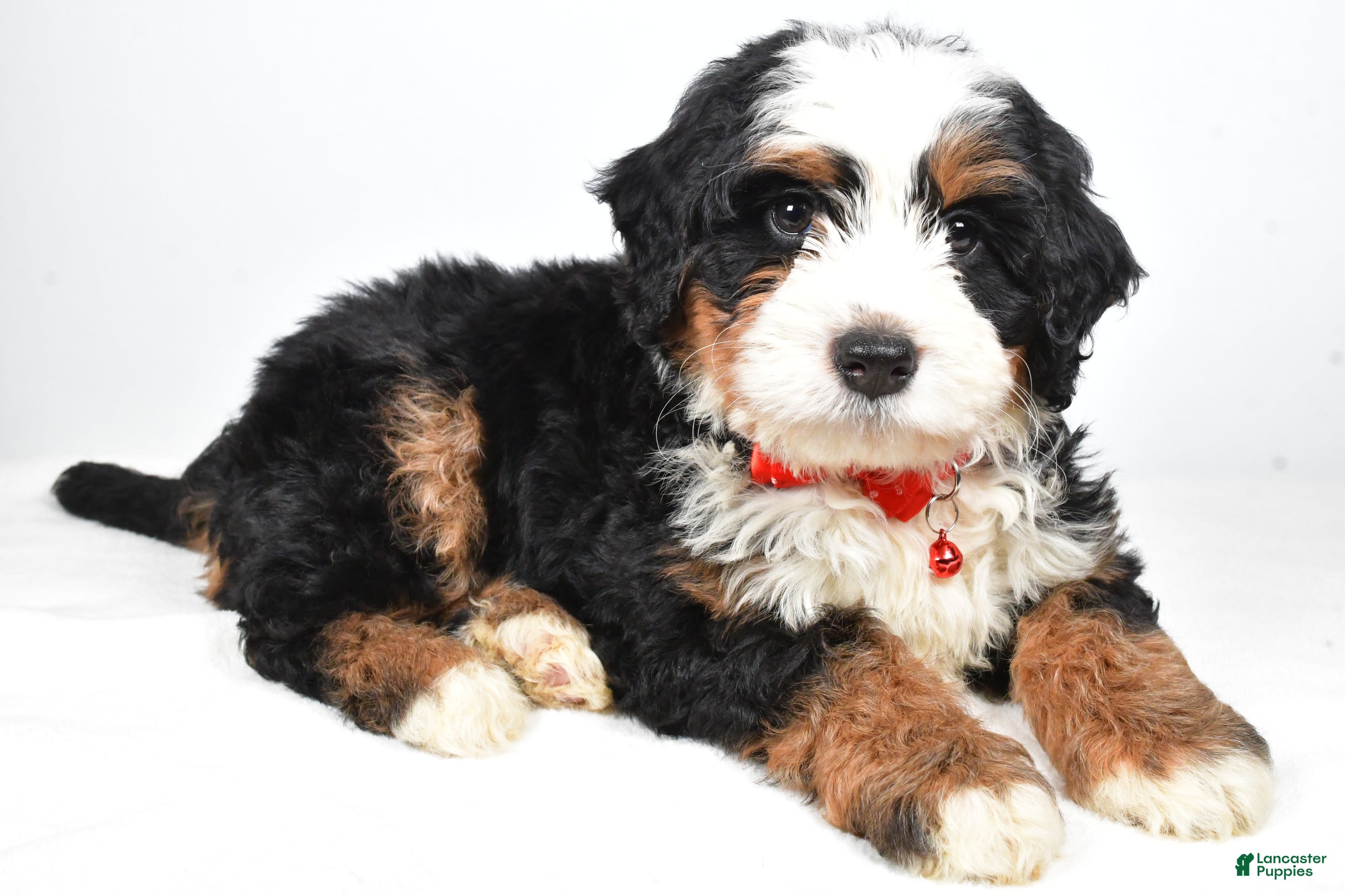 Mixed Breed dogs Cole - Ad 1