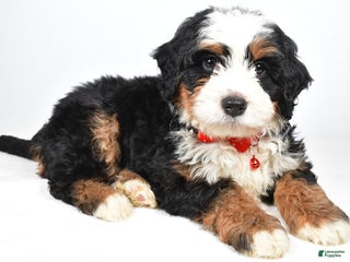 Mixed Breed dogs Cole - Ad 6