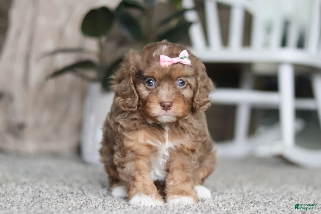 Cavapoo dogs for sale: Tate - Ad 1