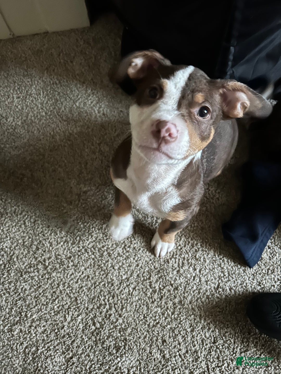 American Pit Bull Terrier dogs for sale: American Pit Bull Terrier Puppy 1 - Ad 10