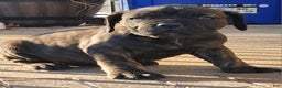 South African Boerboels dogs for sale: Tiger - Ad 2