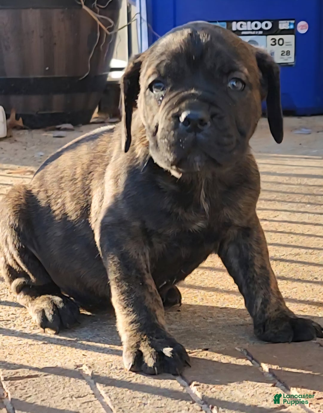 South African Boerboels dogs for sale: Tiger - Ad 2
