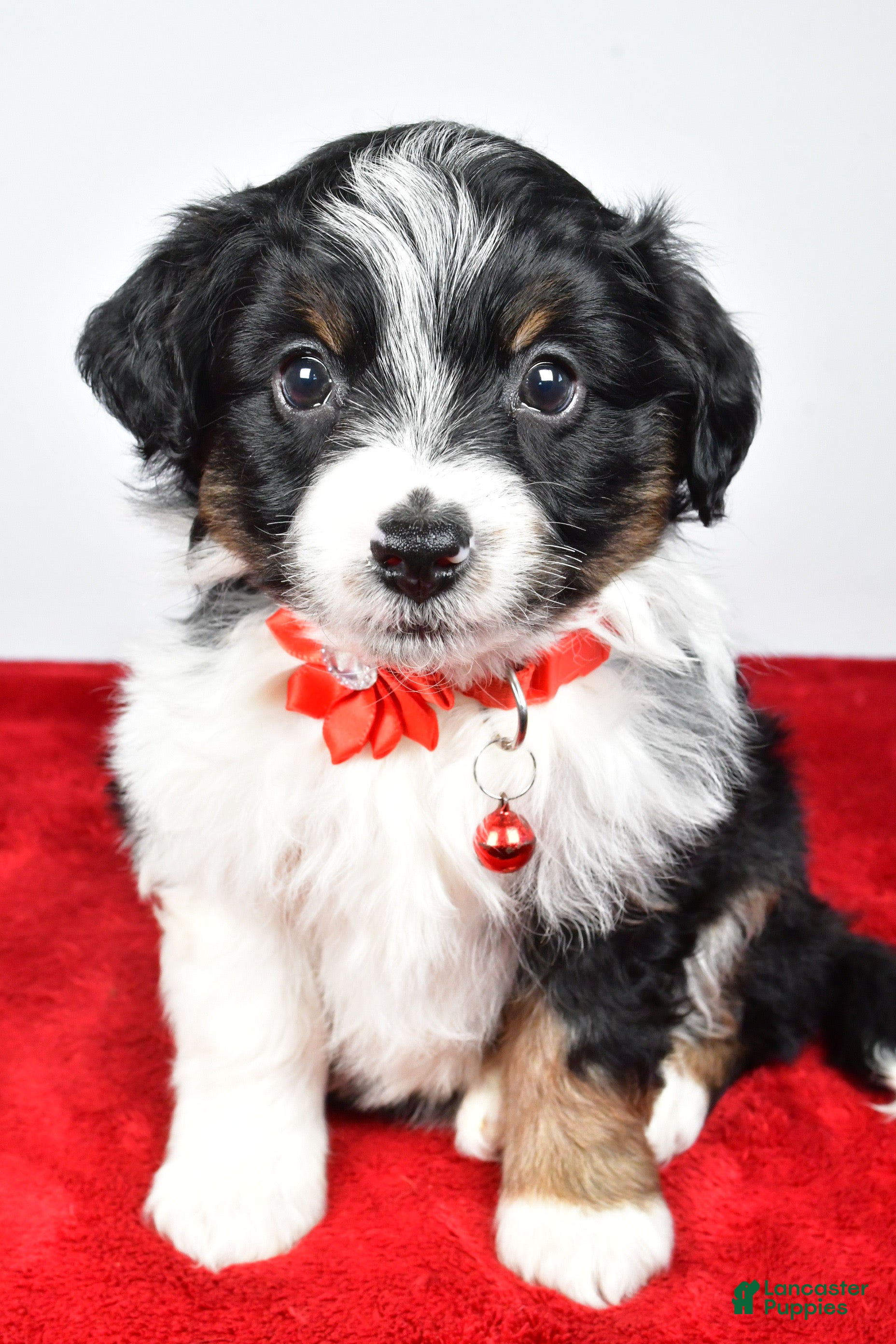 Mini Aussiedoodle dogs Sabrina - Ad 3