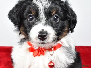 Mini Aussiedoodle dogs Sabrina - Ad 3
