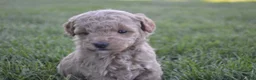 Mini Goldendoodle dogs for sale: Daisy  - Ad 4