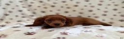 Cavapoo dogs for sale: Dax - Ad 5